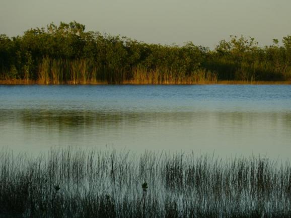 Nine Mile Pond in den Everglades