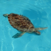 Schildkröten-Patient im Sea Turtle Hospital in Marathon